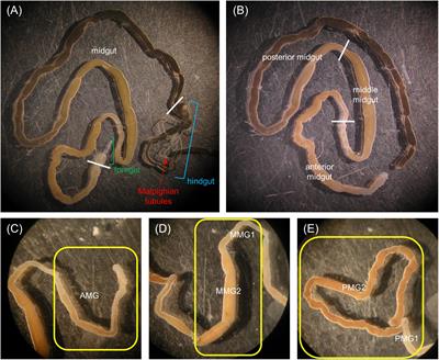 Structural and Functional Characterization of Hermetia illucens Larval Midgut